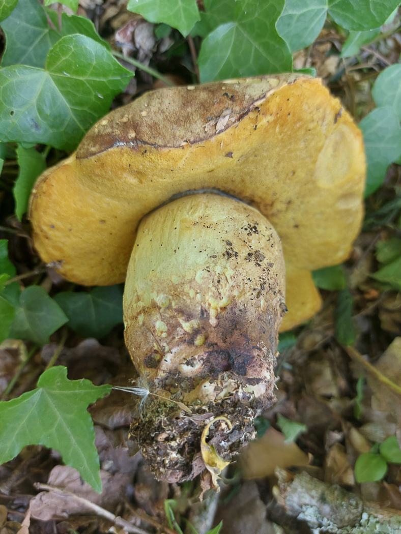 Photo by Jesper Launder Hemileccinum impolitus by Jesper Launder